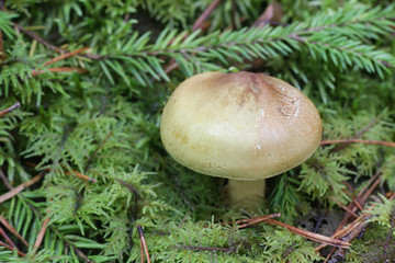 Tricholoma frondosae (Tricholoma equestre var. populinum), known as man on horseback or yellow knight, wild mushrooms from Finland