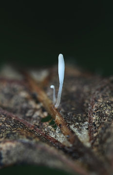 Typula setipes, a clavarioid fungus with no common english name, wild mushrooms from Finland