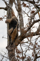 Ein Tamandua Ameisenbär klettert kopfüber einen Baum hinab