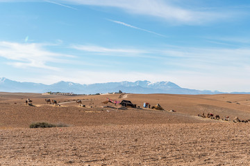 Camel caravan and tent on Agafay desert and Atlas Mountains, Morocco
