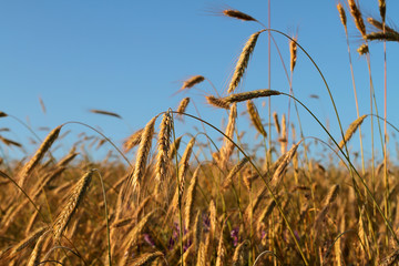 Ears of wheat, rye against the blue sky.
