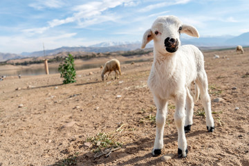 Cute white lamb with black nose looking into camera