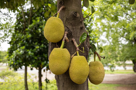 Jaca, jaqueira, Artocarpus heterophyllus, p&eacute; de jaca