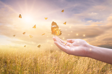 The girl frees the butterfly from the jar, golden blue moment Concept of freedom © sarayut_sy