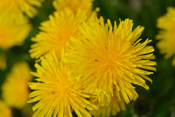 Gew&ouml;hnlicher L&ouml;wenzahn (Taraxacum sect. Ruderalia) 