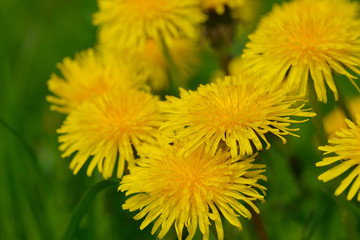Gewöhnlicher Löwenzahn (Taraxacum sect. Ruderalia) 