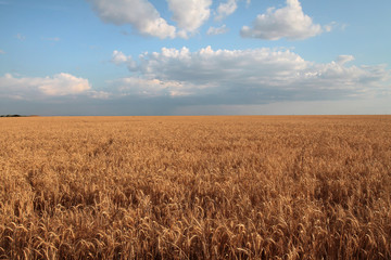 Field of wheat of golden color against the background of rain clouds and blue sky