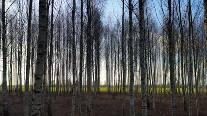 White trees and flew between tree trunks. Warm sun rays illuminating the trunks and plants. Magical forest with trees growing in the meadow.