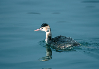 Haubentaucher Podiceps cristatus