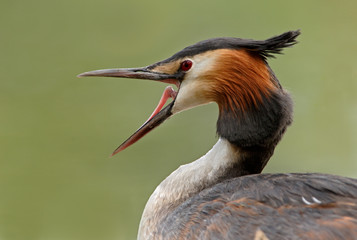 Haubentaucher Podiceps cristatus