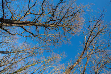 Fototapeta na wymiar Oak forest on a sunny winter day. Galicia, Spain.
