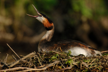 Haubentaucher Podiceps cristatus