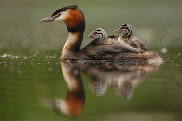 Haubentaucher Podiceps cristatus