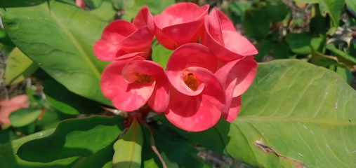 pink rose in the garden