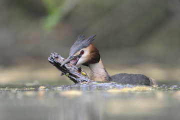 Haubentaucher Podiceps cristatus