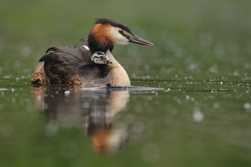 Haubentaucher Podiceps cristatus