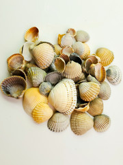 Seashells isolated on white background, top view.
