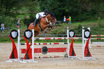 Show jumper brown at a show jumping competition with rider, photographed jumping over an ox..