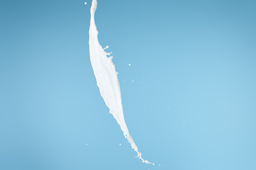 fresh white milk splash isolated on blue