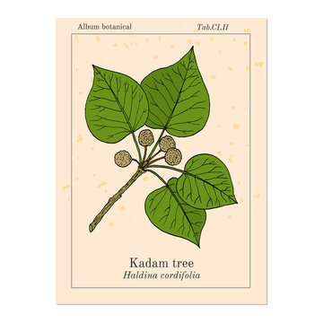 Kadam tree, or burflower-tree, laran, leichhardt pine neolamarckia cadamba , medicinal plant