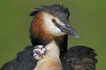 Haubentaucher Podiceps cristatus
