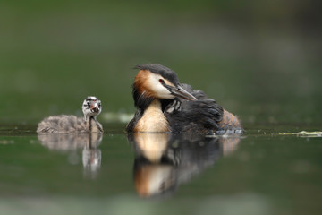 Haubentaucher Podiceps cristatus