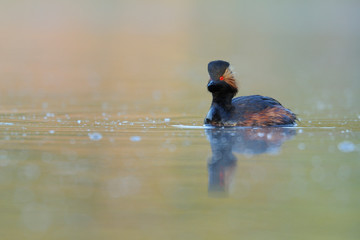 Schwarzhalstaucher Podiceps nigricollis