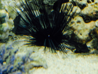 Naklejka na ściany i meble Sea urchin lying on a bottom