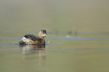 Zwergtaucher Tachybaptus ruficollis