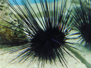 Sea urchin lying on a bottom