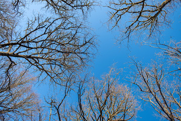 Tree crowns without leaves on the branches. Winter concept.