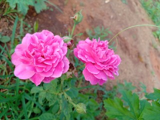 pink flowers in the garden