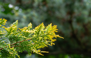 Close-up yellow-green texture of leaves western thuja with raindrops on blurred with bokeh green background. Nature landscape, fresh wallpaper and nature background concept. Place for your text