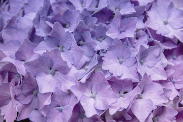 Hortensia purple flowers close up