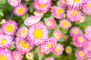 Beautiful chrysanthemum flower in garden for backdrop use