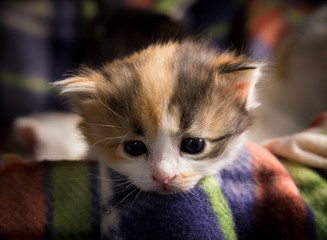 One tricolor little kitten on the color plaid