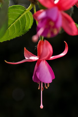 Fuchsie Fuchsia Garten Blume Frühling magenta lila weiß Nachtkerzengewächs Zierpflanze Nahaufnahme Makro Balkon Staubblätter Fruchknoten Stempel Bienen Pollen Nektar hängend