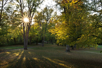 Obraz premium Beams of sun in a forest.