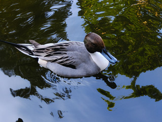 duck swim in a zoo in the afternoon