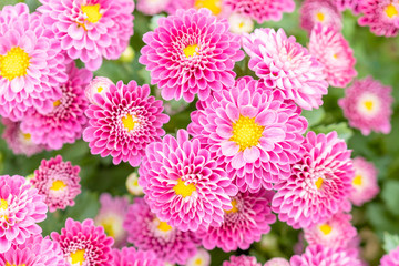 Beautiful chrysanthemum flower in garden for backdrop use