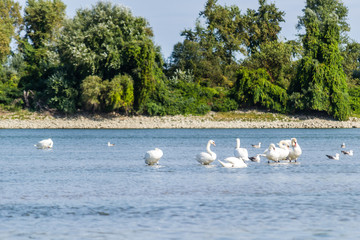 A flock of birds on the Danube River in Novi Sad