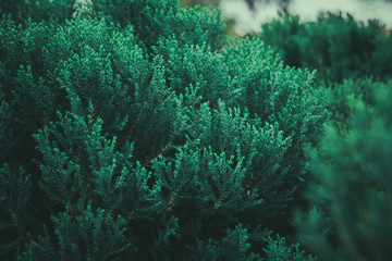 Fototapeta na wymiar Fresh green pine leaves in the forest. - vintage style.