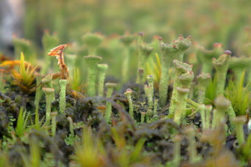 Makro von Lebermoos