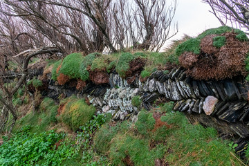 An overgrown dry stone wall in Cornwall