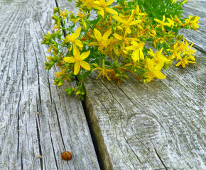 St John's wort, common perforate St John's-wort, Hypericum perforatum. St John's wort bloom on old...