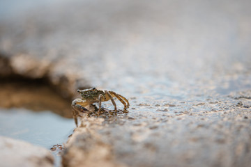 Crab on rocky surface