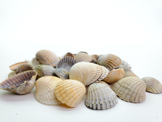 sea shells on a white background, close-up. Sea shells.