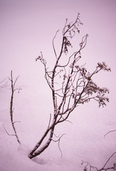 silhouette of a branch