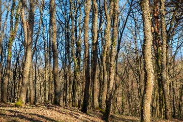 Fototapeta premium Oak forest on a sunny winter day. Galicia, Spain.