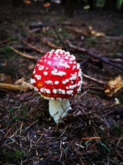 fly agaric in the forest